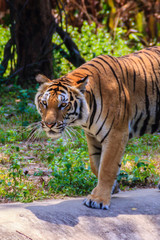 Obraz premium Tygrys indochiński lub tygrys Corbetta lub Panthera tigris corbet