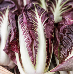 Obraz premium purple radicchio leaf
