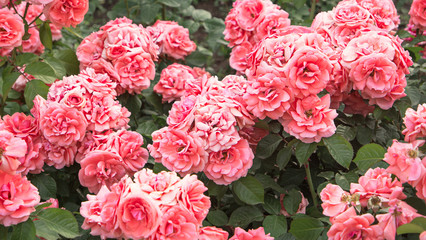Pale pink roses shrub in garden, vintage color. Bush of beautiful pink roses