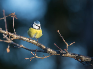 Fototapeta premium Blue tit on branch