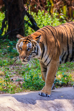 Indochinese tiger, or Corbett's tiger, or Panthera tigris corbet