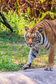 Indochinese tiger, or Corbett's tiger, or Panthera tigris corbet