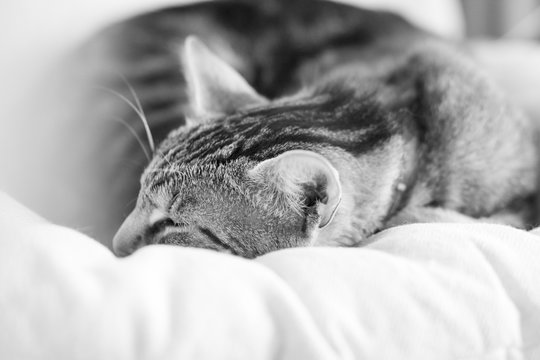 Black and white photo of a sleepy, beautiful cat on an armchair
