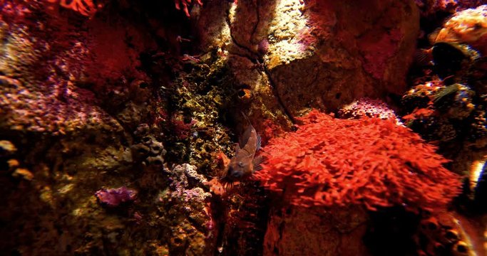 Tidepool Sculpin - Oligocottus Maculosus