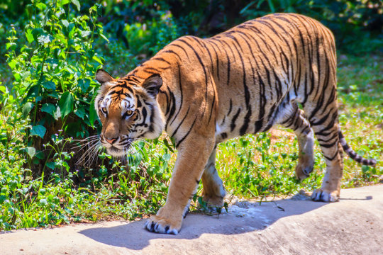 Indochinese tiger, or Corbett's tiger, or Panthera tigris corbet