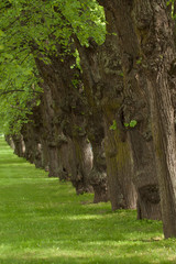 Linden in the summer park