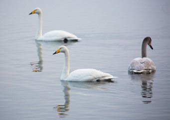 Fototapeta premium Whooper swans (Cygnus cygnus)