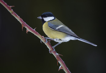 Parus major, Great tit.
