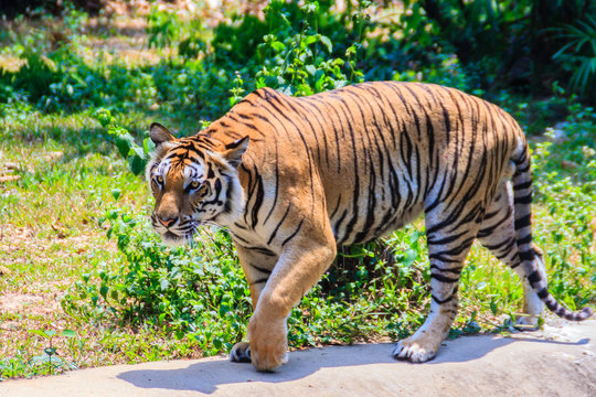 Indochinese tiger, or Corbett's tiger, or Panthera tigris corbet
