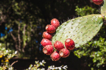Prickly pear cactus close up with fruit in red color, cactus spines