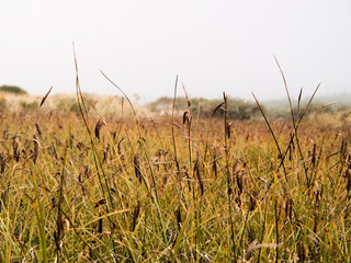 Fototapeta premium Reeds before sand dunes in fog inside the Oregon Dunes National Recreation Area