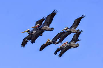 Brown pelican