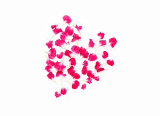 Carnations flowers in heart shape arrangment on white background