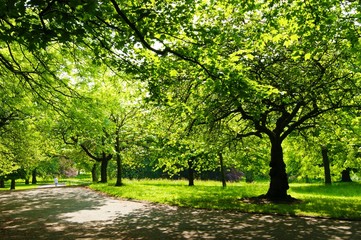 A sunny park landscape, photographed in Springtime.