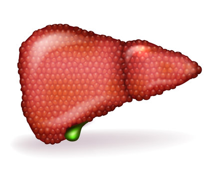 Liver disease anatomy illustration, variety of illnesses can affect the liver- cirrhosis, alcohol abuse, hepatitis