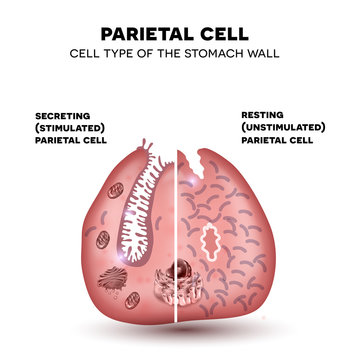 Parietal cell of the stomach wall, located in the gastric glands secretes hydrochloric acid. Secreting and resting parietal cell.