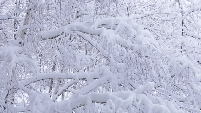 Heavy snow falling in a forest in winter time