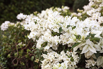 White Bougainvillea lush flowers background