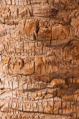 Palm bark texture