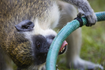 Obraz premium monkey drinking water from a hose