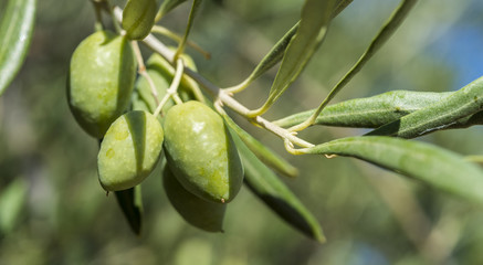 Olives of the Cornicabra variety on the branch. Photo taken in Ciudad Real Province, Spain © ihervas