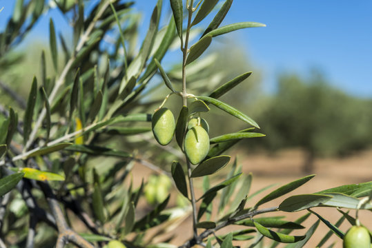 Olives of the Cornicabra variety on the branch. Photo taken in Ciudad Real Province, Spain
