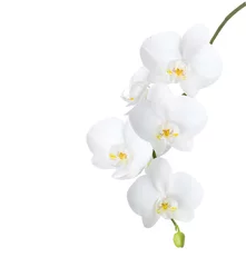 Fotobehang Witte orchidee geïsoleerd op een witte achtergrond. © Antonel