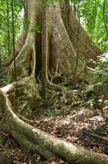 Buttress roots of large tree,  in tropical lowland evergreen rainforest, Cat Tien National Park, Vietnam, South-East Asia.