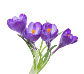 Flowers of crocus isolated on white background.