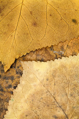 Autumnal dried leaves - texture
