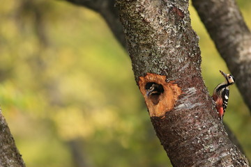 White-backed Woodpecker (Dendrocopos leucotos namiyei) nesting in Japan