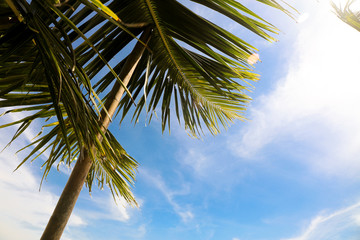 palm on the tropical island