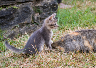 Spielende baby Katzen