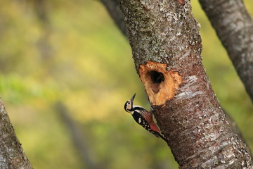 White-backed Woodpecker (Dendrocopos leucotos namiyei) nesting in Japan