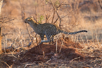 Leopard wild in the bush in Madikwe Game Reserve South Africa