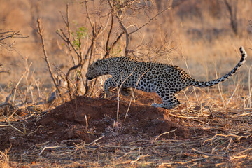 Leopard wild in the bush in Madikwe Game Reserve South Africa
