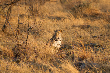 Leopard wild in the bush in Madikwe Game Reserve South Africa