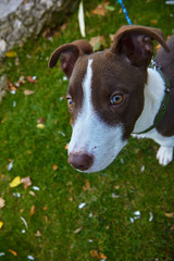dog walking in the park in autumn