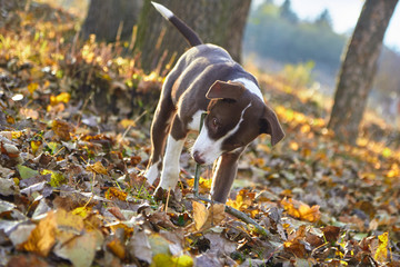 dog walking in the park in autumn