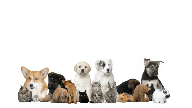 funny puppies and kittens and rodents on a white background