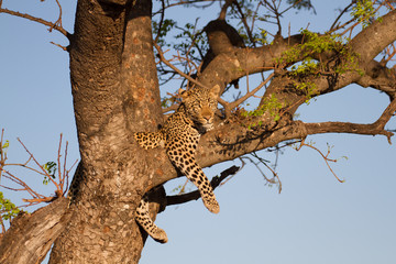 Fototapeta na wymiar Leopard wild in the bush in Madikwe Game Reserve South Africa