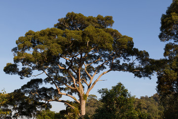 Amazing tropical forest with beautiful and majestic oldest centenary giant tree with blue sky background