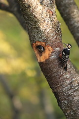 White-backed Woodpecker (Dendrocopos leucotos namiyei) nesting in Japan