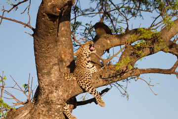 Fototapeta na wymiar Leopard wild in the bush in Madikwe Game Reserve South Africa