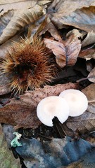 chestnuts and mushrooms