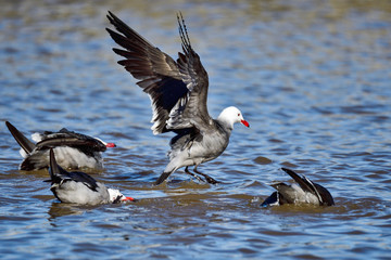 Heermann's Gull