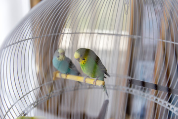 Parrot birds 