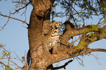 Leopard wild in the bush in Madikwe Game Reserve South Africa