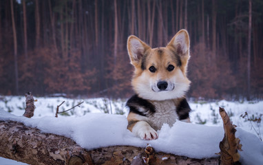 Welsh Corgi on a walk in the winter forest