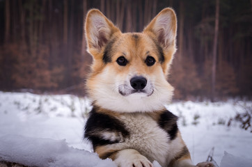 Welsh Corgi on a walk in the winter forest